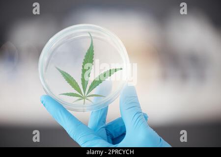 Scienza medica, cannabis e pianta in mano di scienziato con una capsula di Petri per biologia e medicina. Persona esperta in laboratorio con marijuana o cbd Foto Stock