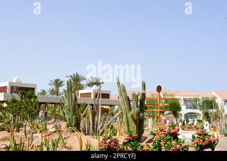 Parco con cactus esotico deserto tropicale contro edifici di pietra bianca in stile messicano latino-americano contro il cielo blu. Foto Stock