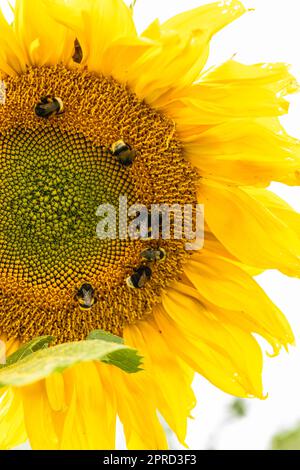 bumblebees raccolta polline e nettare su un girasole in alto nel cielo Foto Stock