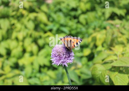 peacock butterfly su una fioritura di erba cipollina Foto Stock