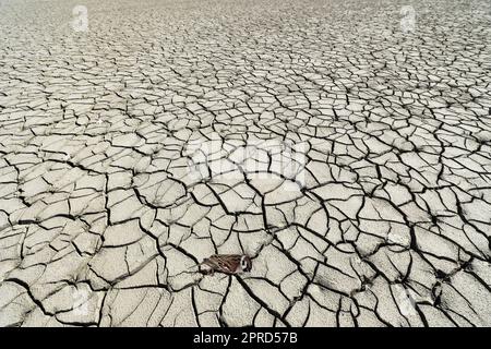 Un uccello morto giace su un lago prosciugato Foto Stock