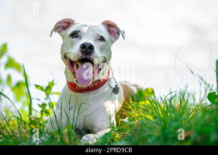 pit bull terrier sulla riva del lago, cane nella natura al tramonto Foto Stock