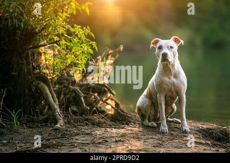 pit bull terrier sulla riva del lago, cane nella natura al tramonto Foto Stock