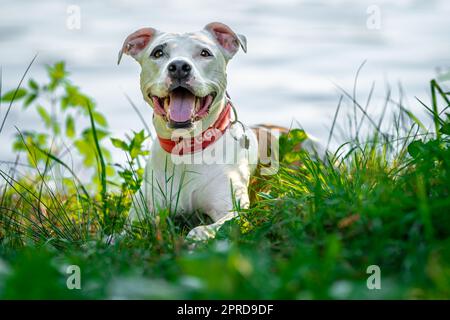 pit bull terrier sulla riva del lago, cane nella natura al tramonto Foto Stock