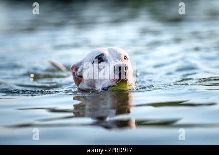pit bull terrier nuota e gioca in acqua nel lago Foto Stock