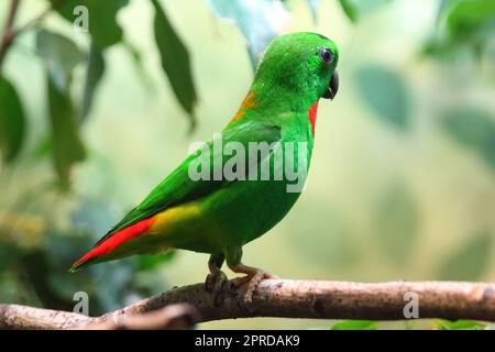 Blaukrönchen pappagallo sospeso con corona blu (loriculus galgulus) Foto Stock