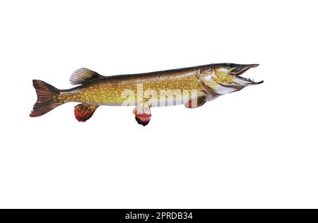 Grande pike tassidermia Esox lucius, su sfondo bianco Foto Stock