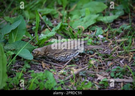 Un mughetto di canzoni, mughetto raccoglie vermi per la loro progenie in un prato. Foto Stock