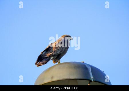 Una poiana su una lanterna guarda il suo territorio. Foto Stock