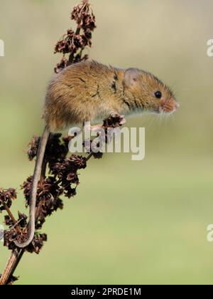 Un topo raccolto (microbi minutus) su vegetazione morta. Foto Stock