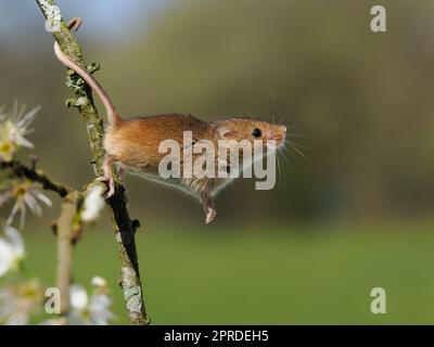 Un topo da raccolta (microbi minutus) che arriva da un ramo mentre si tiene con la sua coda prehensile. Foto Stock