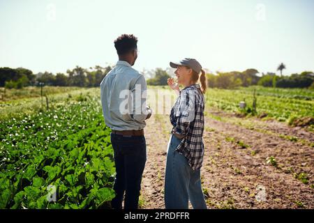 Agricoltori sostenibili che parlano di colture verdi biologiche in un'azienda agricola in una giornata di sole all'aperto. Due esperti di agricoltura collaborano e discutono della raccolta di prodotti alimentari vegetali sui terreni agricoli Foto Stock