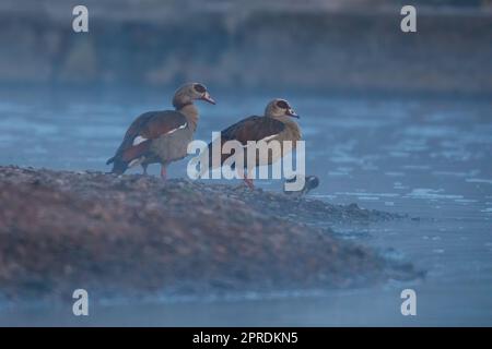 Una famiglia di oca del nilo al mattino Foto Stock