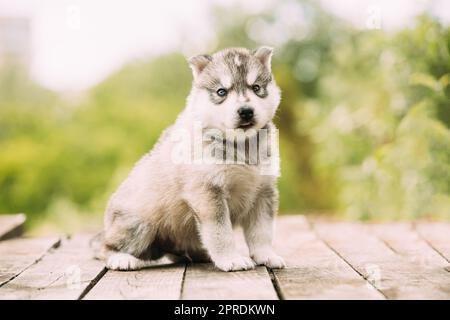 Cucciolo Husky di colore bianco-grigio di quattro settimane su terreno in legno. Foto Stock