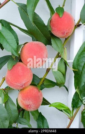 Prunus persica Redhaven, pesca Redhaven, frutto maturo che cresce su un albero spalier Foto Stock