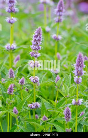 Agastache Blue Fortune, issopo gigante messicano, orli di lunga durata, composizione di piccoli fiori Foto Stock