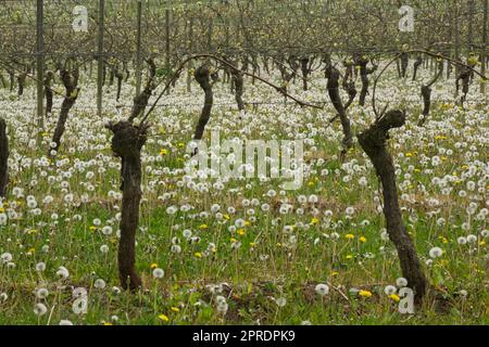 Vigneto con il tarassaco Foto Stock