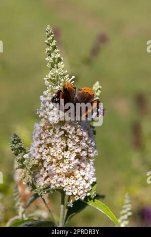 Fioritura fiori di buddleja davidii iin un giardino estivo. Fiori che farfalle amore Foto Stock