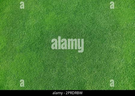 Un prato inglese verde in uno stadio di calcio come sfondo. Foto Stock