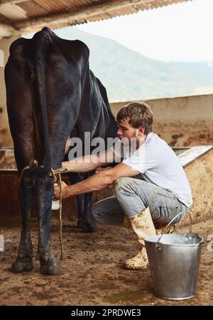 Parte della mia routine quotidiana. Un giovane maschio coltivatore mungendo una mucca all'interno di un fienile. Foto Stock