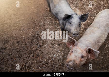 Le cose stanno cercando in su. Colpo ad angolo alto di due maiali in piedi nella loro penna in una fattoria. Foto Stock