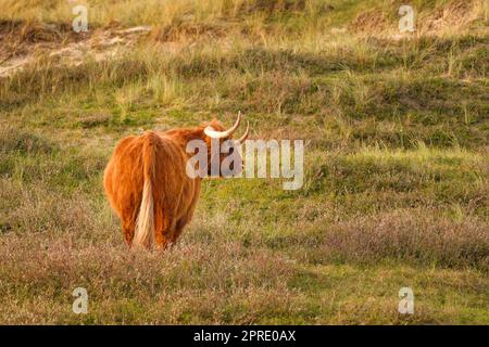 Un bestiame scozzese delle Highland nella riserva dune dell'Olanda settentrionale. Paesi Bassi. Foto Stock