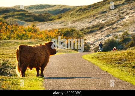 Un bestiame scozzese delle Highland nella riserva dune dell'Olanda settentrionale che si trova accanto a un sentiero, alla ricerca di due turisti in bicicletta. Schoorlse Duinen, Paesi Bassi. Foto Stock