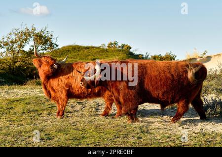 Bovini scozzesi delle Highland, un toro e una mucca, nella riserva dune dell'Olanda settentrionale. Schoorlse Duinen, Paesi Bassi. Foto Stock