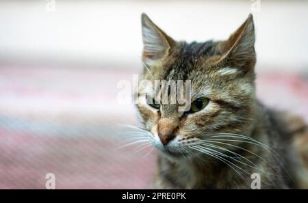 Primo piano di un gatto serio con gli occhi verdi. Un gatto curioso si guarda intorno per strada, da vicino. Simpatico bel gatto posa per la fotocamera in una giornata di sole d'estate. Concetto di amore per gli animali. Foto Stock