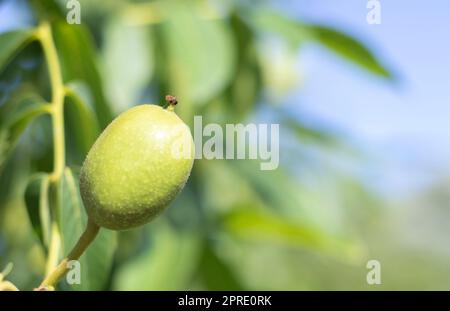 Noci verdi crescono su un albero. Primo piano della varietà Kocherzhenko. Il noce cresce in attesa di essere raccolto. Sfondo foglie verdi. Frutta a guscio su un ramo d'albero nei raggi gialli del sole. Foto Stock