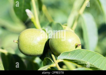 Noci verdi crescono su un albero. Primo piano della varietà Kocherzhenko. Il noce cresce in attesa di essere raccolto. Sfondo foglie verdi. Frutta a guscio su un ramo d'albero nei raggi gialli del sole. Foto Stock