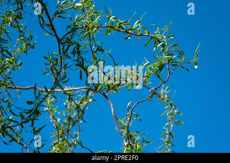 Rami del salice piangente con piccole foglie verdi Foto Stock