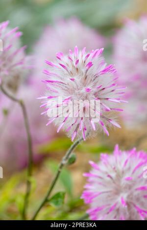 Ptilotus manglesii, Trichinium manglesii, Pom Poms, mulla mulla, fiori bianchi pelosi dalla punta rosa Foto Stock