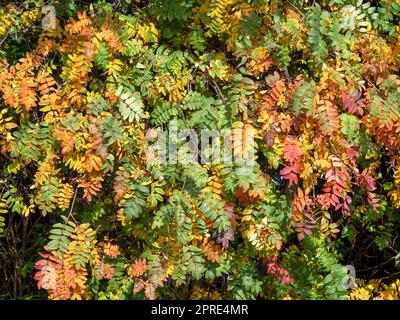 Primo piano delle foglie di un albero di rowan che cambia colore in autunno Foto Stock