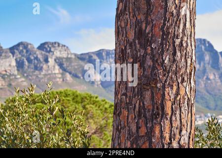 Immagini dei dodici apostoli - Città del Capo. I dodici apostoli e la foresta - Città del Capo, Capo Occidentale. Foto Stock