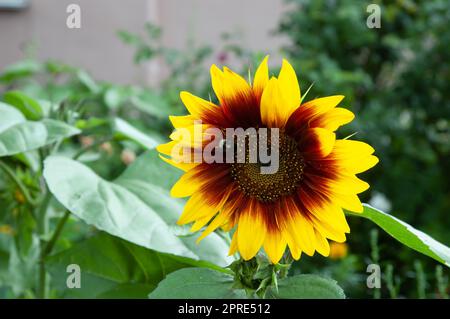 sfondo estivo: bumblebee su girasole, fuoco selettivo Foto Stock