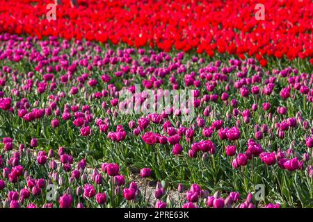 Campo di tulipani nei Paesi Bassi - tulipani rosa e rossi Foto Stock