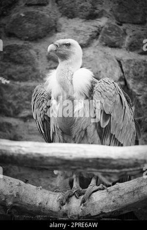 Ritratto di un avvoltoio grigio in bianco e nero. Uccello grande, piume grigie e bianche Foto Stock