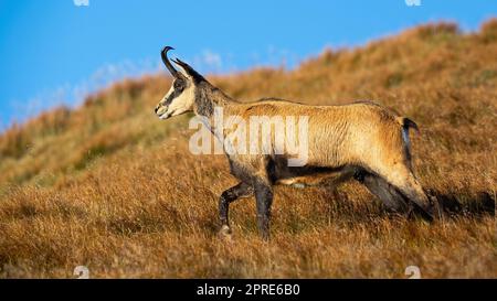 Camoscio Tatra a piedi tra erba gialla secca su una collina alpina Foto Stock