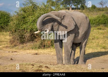 L'elefante africano si alza sollevando il tronco sopra la faccia Foto Stock