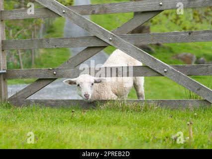 Carino pecora che attacca la testa attraverso il cancello di legno e guardando la macchina fotografica Foto Stock