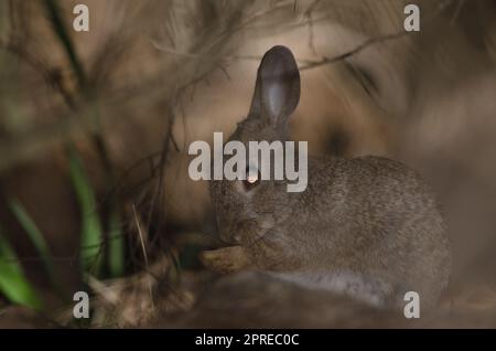 Conigli europei Oryctolagus cuniculus grooming. Il Parco Rurale di Nublo. Tejeda. Gran Canaria. Isole Canarie. Spagna. Foto Stock