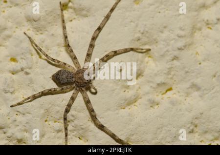 Imbuti Tegenaria sp. Gran Canaria. Isole Canarie. Spagna. Foto Stock