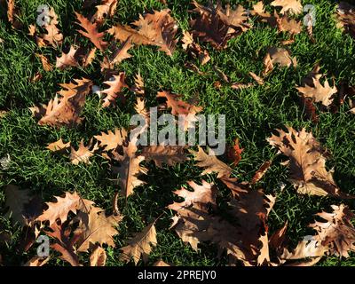 Foglie asciutte di una quercia rossa sul terreno. Foto Stock