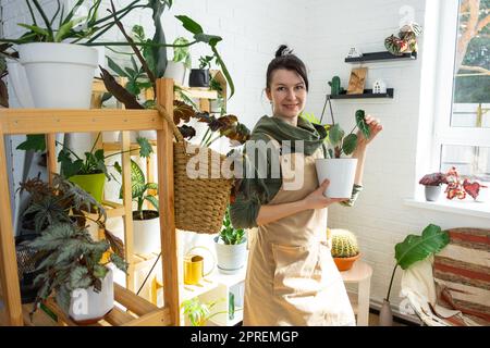 Donna pianta allevatore tenere in mano le piante in casa in un vaso dalla sua collezione a casa sugli scaffali. Ricerca di parassiti, cura, irrigazione, fertilizzanti. Casa Foto Stock