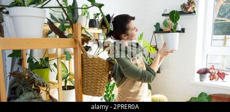 Donna pianta allevatore esamina e ammira le piante di casa in un vaso dalla sua collezione a casa sugli scaffali. Ricerca di parassiti, cura, irrigazione, fertilizzante Foto Stock