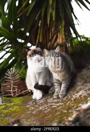 Due gatti curiosi senza tetto nel giardino tropicale. La Palma, Isole Canarie, Spagna. Foto Stock