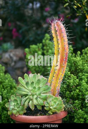 Pianta di aeonium vestitum con Euphobia antiquorum cactus in vaso di fiori nel giardino tropicale. La Palma, Isole Canarie, Spagna. Foto Stock