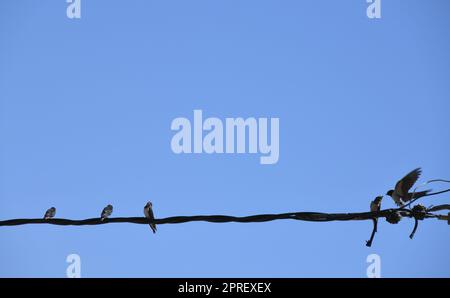 Scuola di rondini: Strappare insetti in volo e poi darli da mangiare alle giovani rondini, provincia di Alicante, Costa Blanca, Spagna Foto Stock