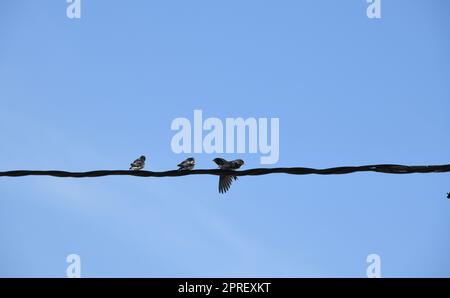 Scuola di rondini: Strappare insetti in volo e poi darli da mangiare alle giovani rondini, provincia di Alicante, Costa Blanca, Spagna Foto Stock